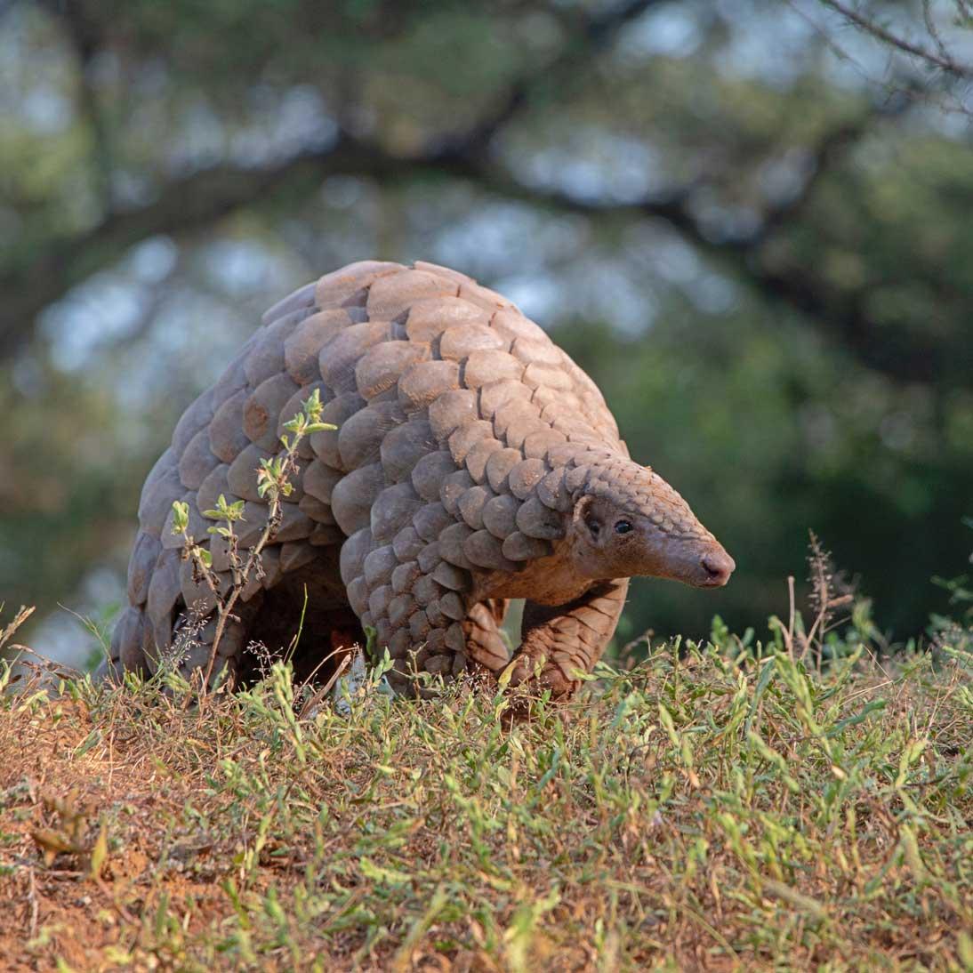 Pangolin