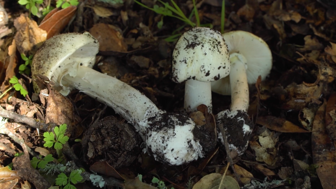 Identifying a Death Cap Mushroom Could Save Your Life | Bay Area Bountiful