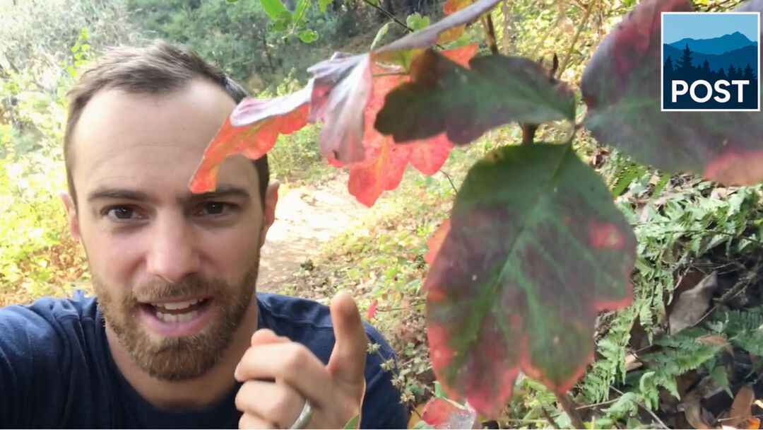 Minute with Matt: Poison Oak