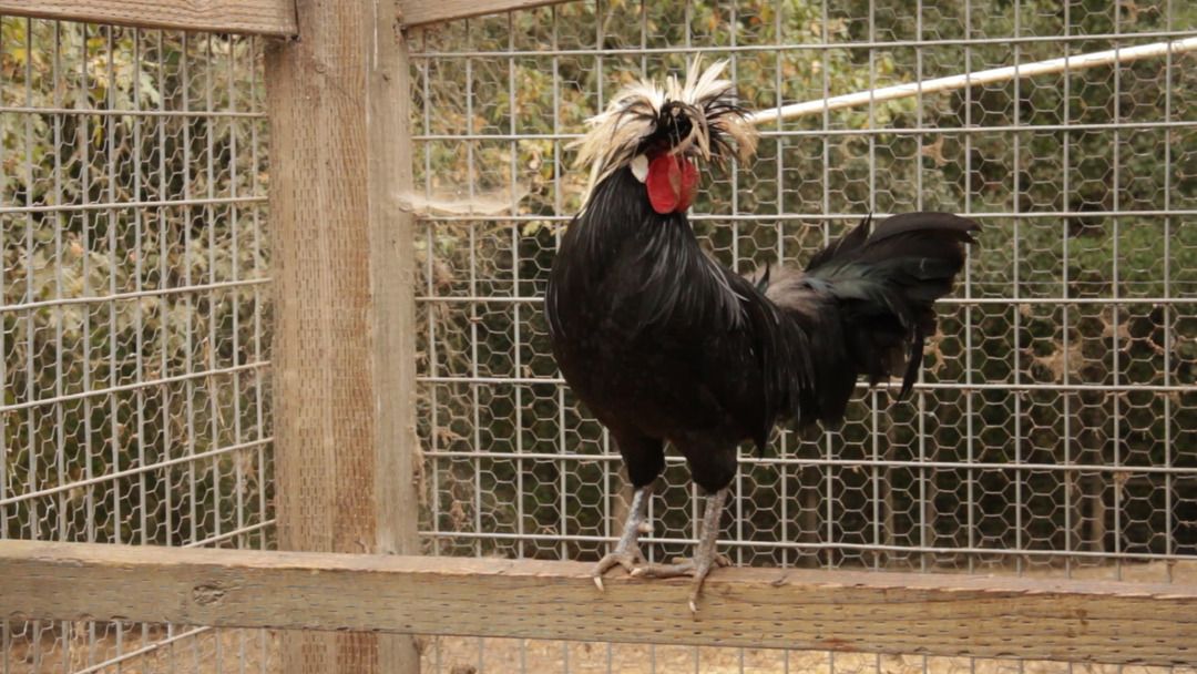 Farm to Table: ZAZU Kitchen + Farm 