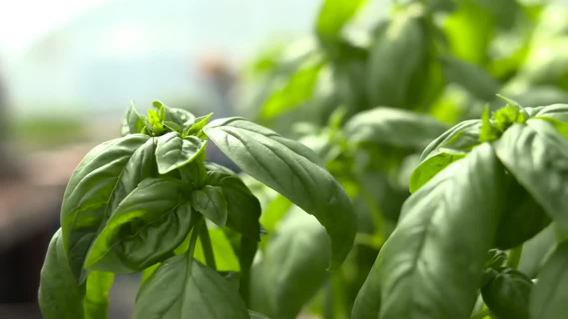 Singing Frog Farms: Farm Shorts