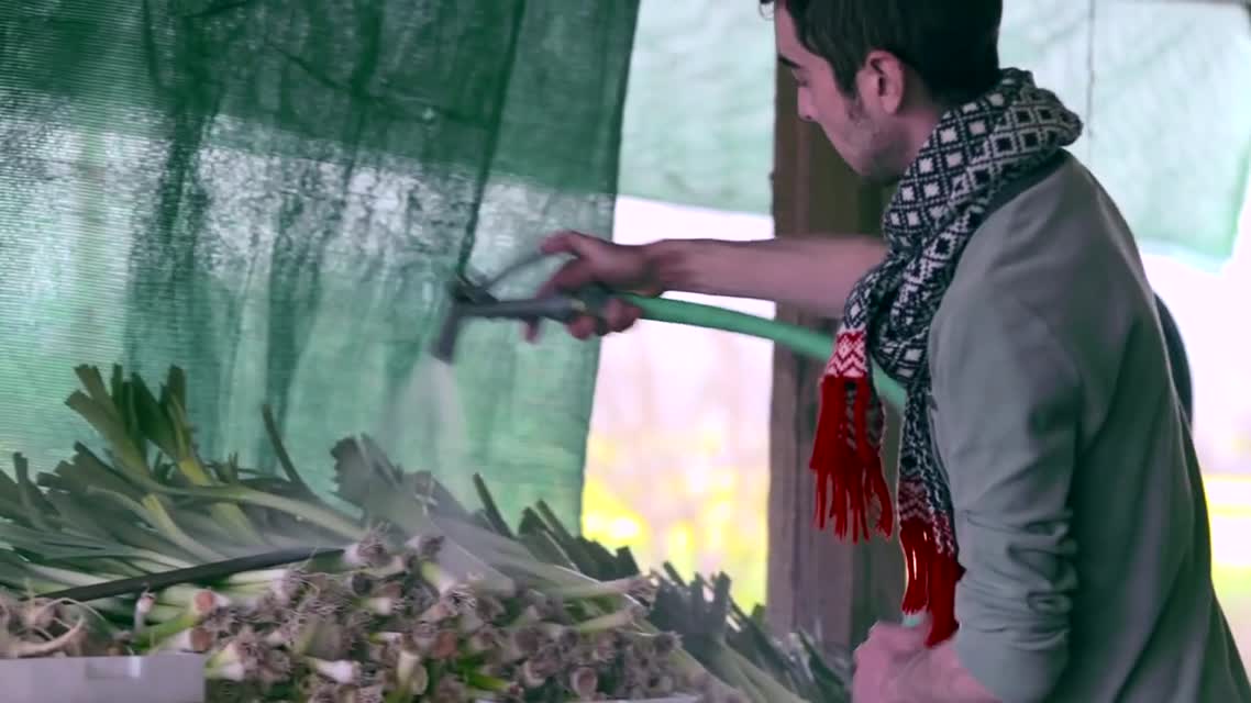 Green String Farms: Farm Shorts