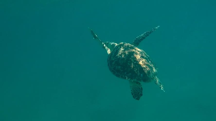 Three Ocean Advocates: Inspiring Change - Barbara Crites