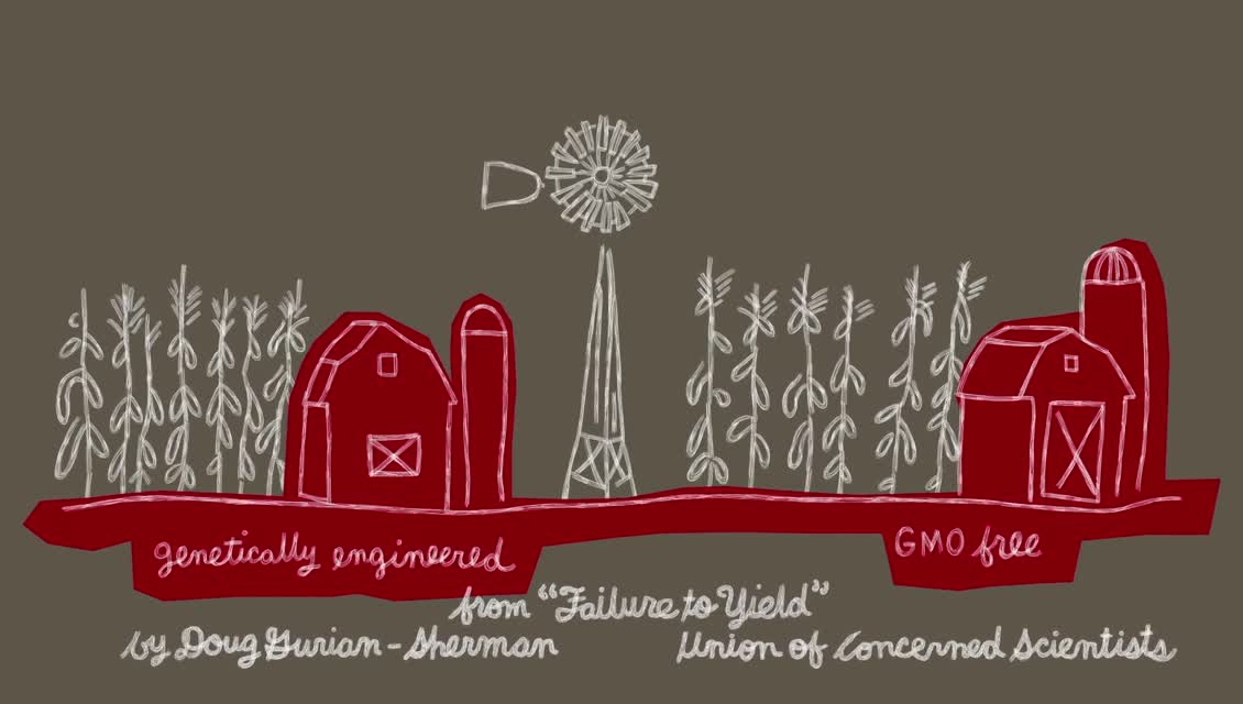 Lexicon of Sustainability - GMOs